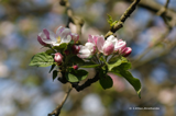 Apfelblüte