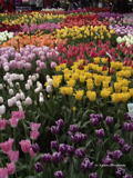 Tulpen aus Amsterdam